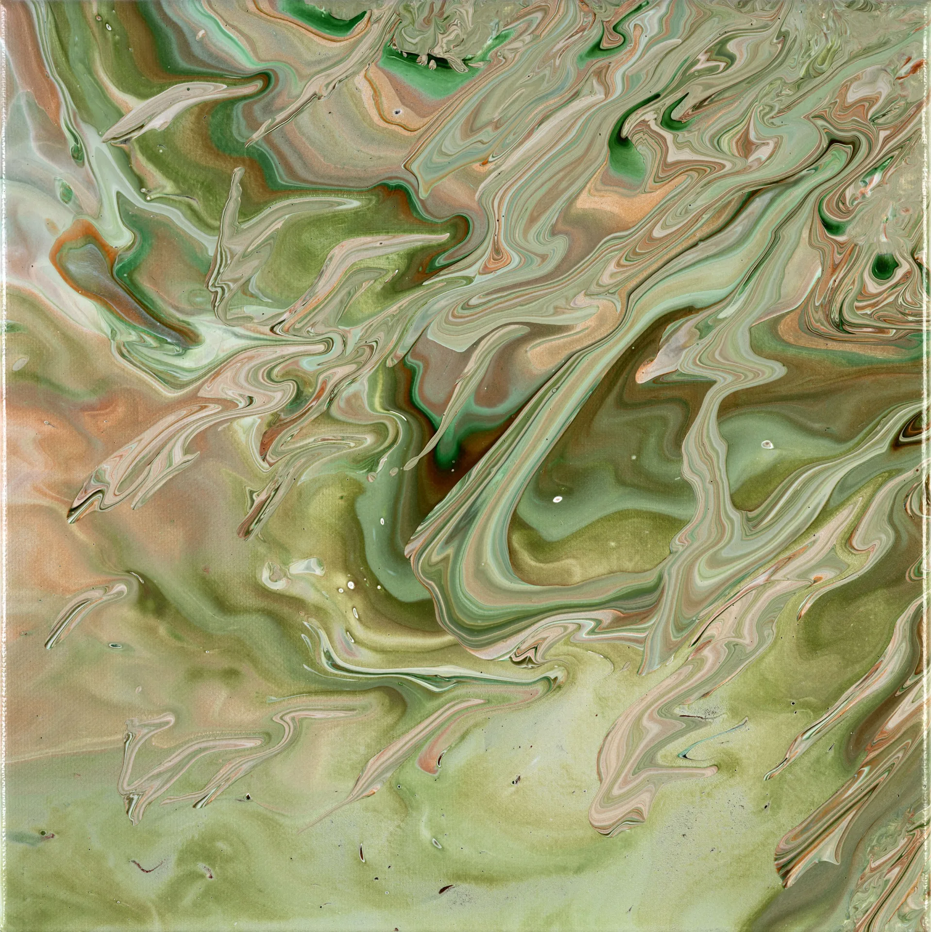 reartivated_Apricot Peacock.jpg